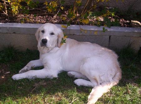 encor ma chienne